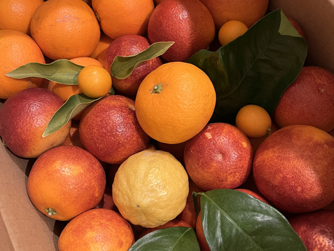 【ブサ皮】ブラッドオレンジ   約5kg