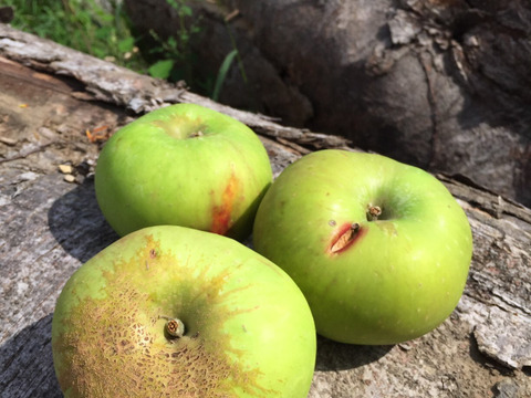 すっぱい青りんご 『ブラムリー』 (B品1㎏)