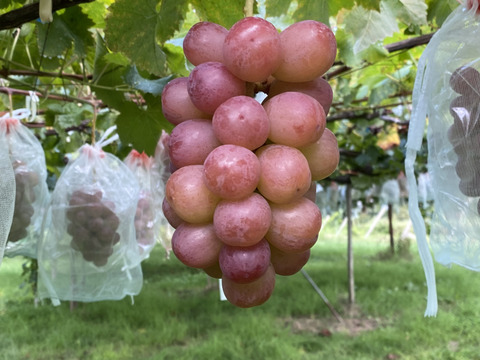 スカーレット(ぶどう) 約1kg(2〜3房)