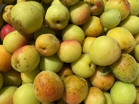 希少な自然農法栽培　農薬不使用 農園自慢の熟し梅　日本古来の原種梅鶯宿です。
サイズ無選別   3キロ以上　サービスでその日に採れた野菜もお入れしてお送りいたします。