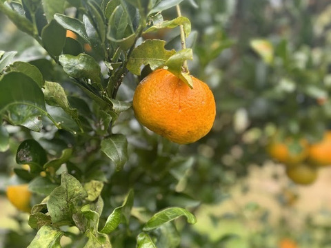 鹿児島・枕崎の太陽育ち【ポンカン】５㎏