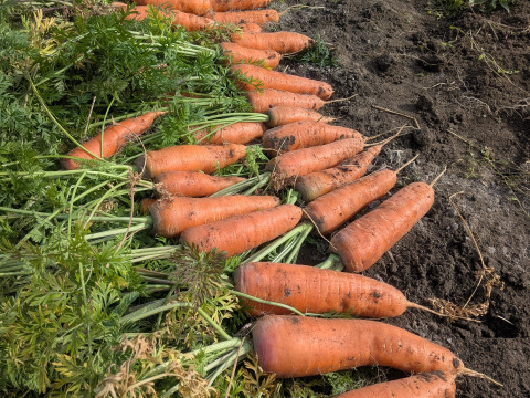 こだわり土壌で栽培した博多の冬ニンジン　約1.2kg  福岡産