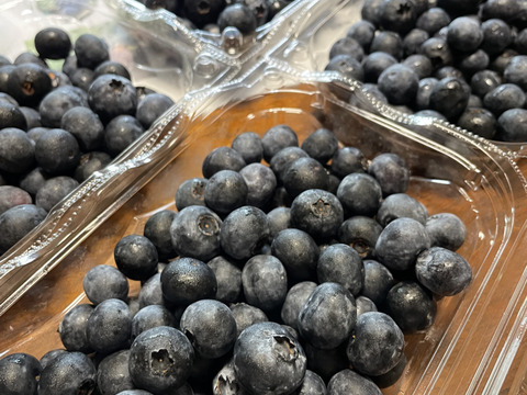 【生食用】大粒サイズもごろごろ！ハイブッシュ/ラビットアイ系採れたてブルーベリー（250g×2 パック）【栽培期間中農薬不使用】