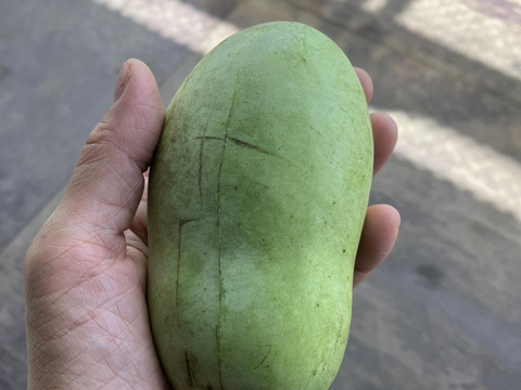 ⚠️追記あり要確認【常温便】森のカスタード！ポポー！1kg【３個から5個入】