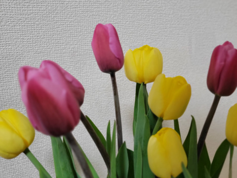 [期間限定]季節の花[チューリップ]切花2色入り(10本)