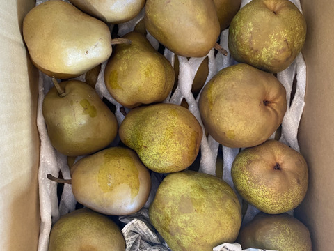 お手頃価格!! ご自宅用に ラフランス 約10kg 24玉〜50玉 訳あり バラ 家庭用