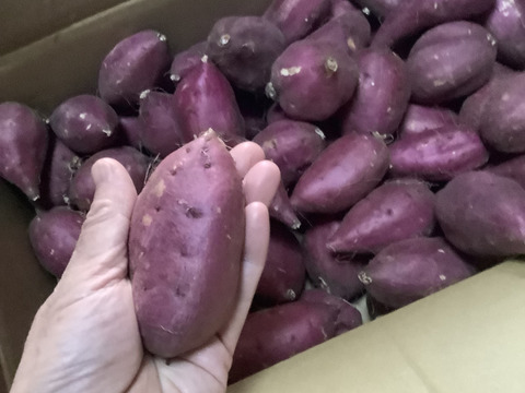 【新芋】シルクスイート　丸2Sサイズ　5kg さつまいも