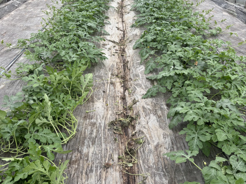 【数量限定】甘くてしっとり金色羅皇8kg前後1個