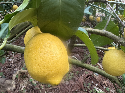 農薬不使用　レモン2ｋｇ箱込み
和歌山県産　ユーレカ【防腐剤・ワックス不使用】