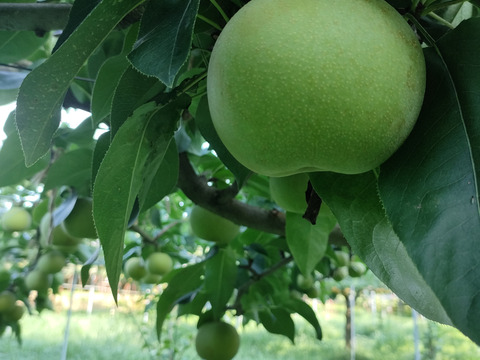 ＜セール＞【樹上完熟梨】『なつしずく』爽やかな香と味　２㎏以上