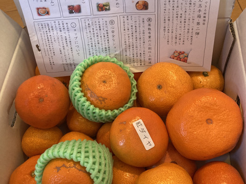 12/28の年内即発送！【甘～い柑橘福袋】甘～い完熟みかんや希少柑橘の食べ比べ！家族でワイワイ♪♪人気４品種が楽しめる！「旬のこだわり柑橘食べ比べ福袋２」ご家庭用　約3kg入【商品番号1102-3k】