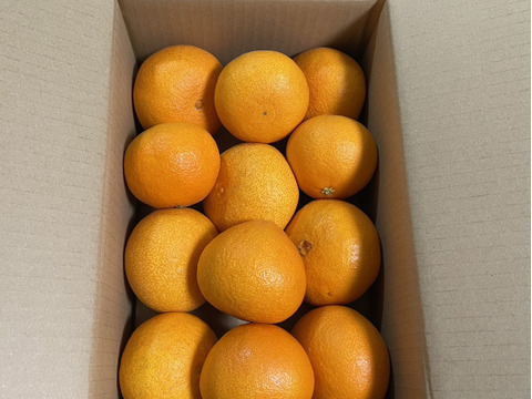 まるでゼリー⁉まどんな(贈答用3kg)