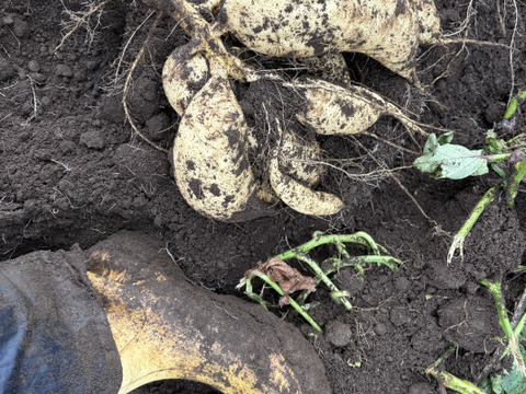 今話題の白いサツマイモ「きみまろこ」
上品な甘さとまろやかな口ざわり
2キロ入り大きめサイズミックス