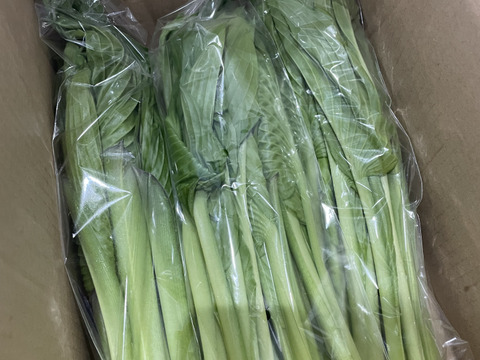 今が旬★山菜！秋田県鹿角市産のうるい3kg