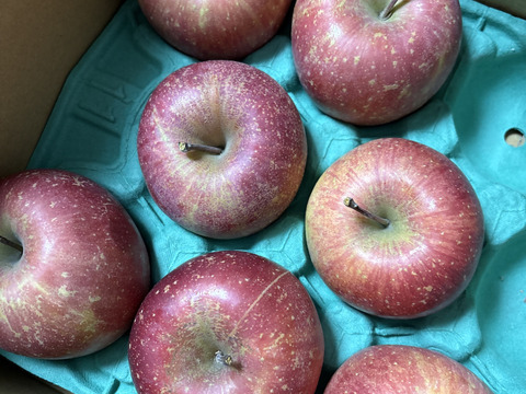 県外のスーパーなどに並ばない冬獲り完熟りんご‼︎今年も完熟の証【いぼりりんご】が仕上がりました◎青森県産蜜入り葉取らずサンふじ３キロ　大玉中玉8個〜11個