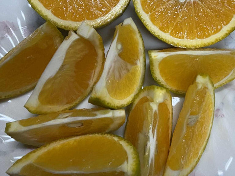 自然栽培♪ スイートスプリング3kg12-13玉