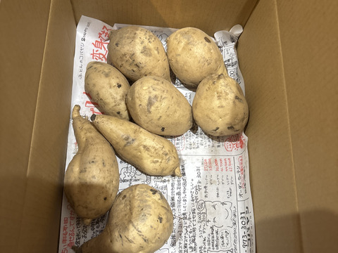 白いさつまいも！希少新品種きみまろこ2㎏(小さめサイズ)