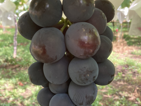 山梨県勝沼産　間違いのない甘さ！巨峰