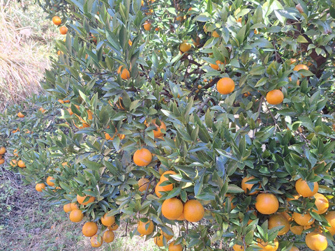 お猿さんから守れ！レスキューたんかん　６キロ