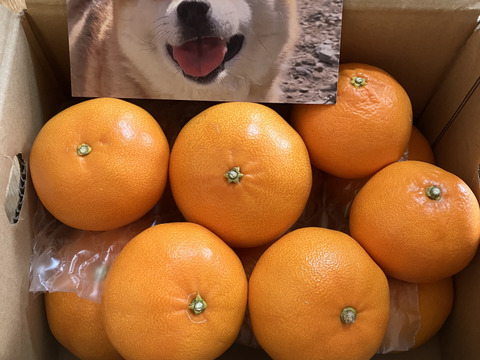 【ふわり、とろり】完熟ハウス せとか《ご家庭用 2kg》｜愛媛・西宇和産