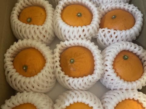 【ギュッと せとか】果汁じゅわっ！とあふれる、訳ありだけど美味しいせとか  Sサイズ 12個入りご家庭用