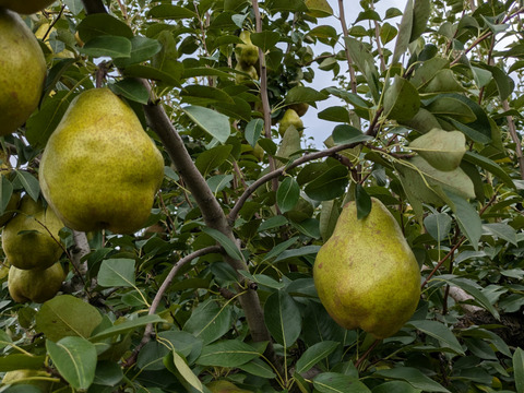 果物の女王ラ・フランス　特秀　約2kg　3L