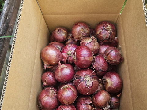 サラダなどの彩りに紫玉ねぎ　5kg(2S～Mサイズ）