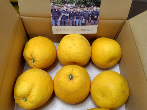 河内晩柑3kg(ご家庭用)「じゅわっと完熟、初夏の贈り物」