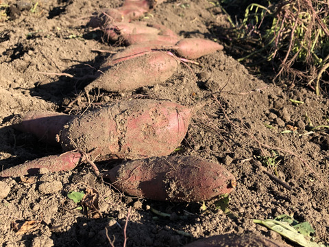富士山の恵みで育った長期熟成ホクホク系のさつまいも　栗かぐや5㎏