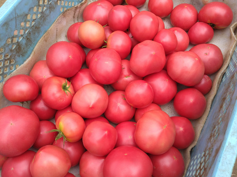 【大容量6kg】朝採り午後出荷！桃太郎トマト【福岡県産】