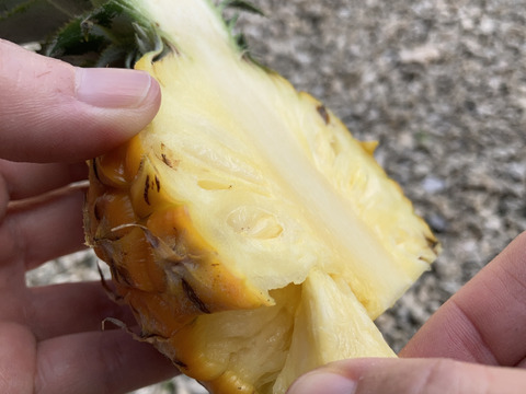 【石垣島直送】手でポコットちぎっても食べらる。濃厚ポコットパイン 3kg（3〜4玉）