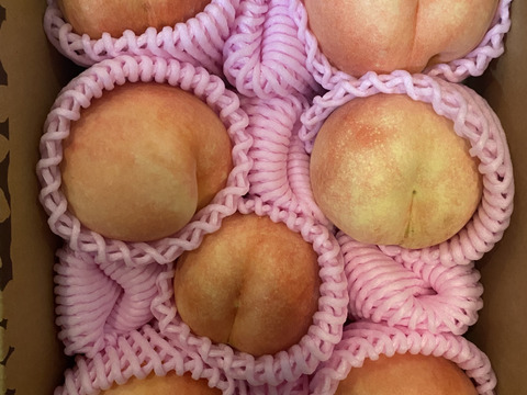 【2025年度先行予約】 ◆桃累計14,000箱突破◆ 9月上旬～9月下旬発送 果樹王国山形からお届けする　訳あり品　白桃・黄桃　品種おまかせ　約2㎏ （5玉～9玉入り） MO03-01-01