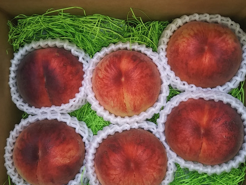 【夏ギフト】なつおとめ　池多桃　6、5玉