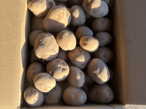 【有機JAS認証】北海道産の元気な土で育ったじゃがいも（10kg）Sサイズ