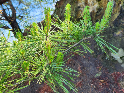 ★天然　希少　松の葉　松葉　新芽　（小）　300g　赤松　四国産　最短発送　クール便専用箱
