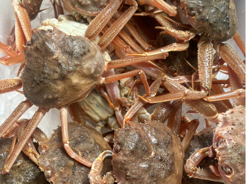 【外子内子ミソmix】茹でセイコガニ1杯約150g×4杯