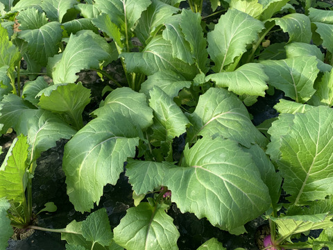 福来る！冬野菜もりもりセット！１０袋入り【ゲン担ぎ福袋】