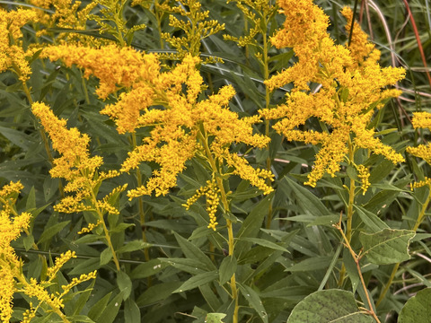 野生日本蜜蜂の発酵蜜【非加熱の生はちみつ】110g 1瓶