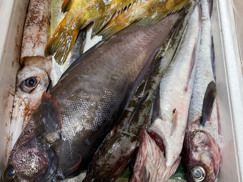 【知床らうす直送】梅コース3kg詰 (未利用魚ボックス 低利用魚も入ります) 海鮮セット 鮮魚ボックス 海鮮ボックス