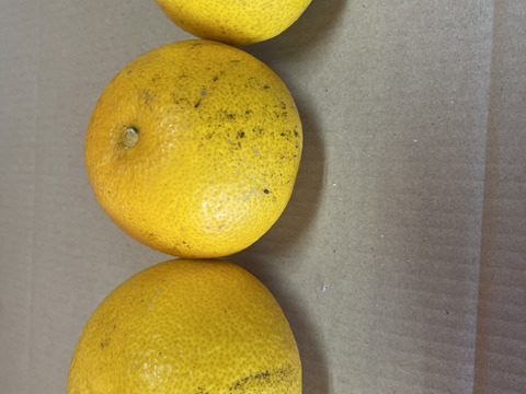 果樹たっぷり！和歌山産　八朔　家庭用　4kg