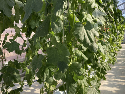 【夏ギフト】糖度15度以上！横浜青葉区産メロン１玉（赤肉）