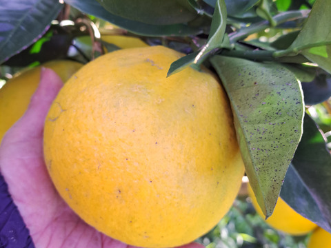 旬の有機栽培柑橘味比べセット3kg