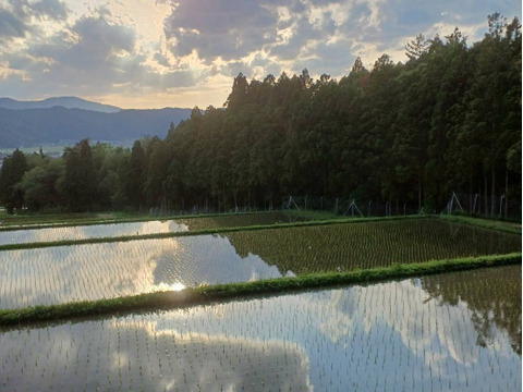 サリークイーン　２ｋｇ　農薬不使用　有機肥料使用　「２０２３年産」