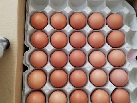 卵かけご飯専用】☆ちょっと小さめ平飼いたまご50個☆酵母を与え 卵かけご飯専用】☆ちょっと小さめ平飼いたまご50個☆酵母を与え