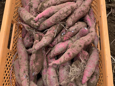 『訳ありお買い得品』田んぼで作るミニさつまいも (10kg) (土付き)(紅はるか) (茨城県産)