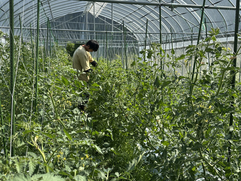 【今だけ！】農薬化学肥料不使用キラピカ野菜BOX7品グリーンレモン&ぴゅあみかんジュース１本