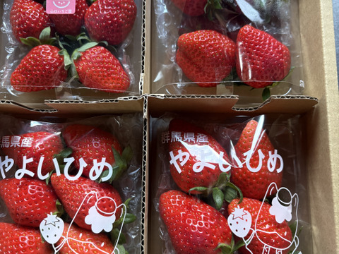 【おまかせ食べ比べ】いちご たっぷり1kg！やよいひめ•よつぼし•おいCベリーから、採れたての新鮮ないちごを2、3品種、サイズおまかせでお届け！甘さ、味の違いを楽しんで！