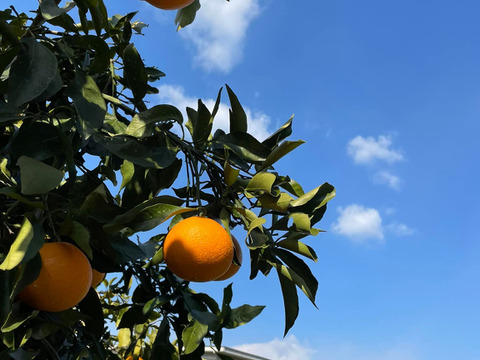 清見オレンジ(清見)　天然のゼリー　露地物　木熟　家庭用  5kg　S～3Lサイズ