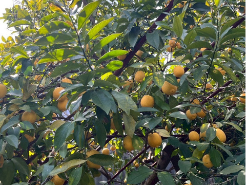 【和歌山有田育ち】丸ごと使える自然派レモン5kg