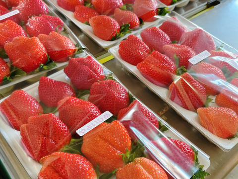 【腸活イチゴ⁉️】『やよい姫』クッショントレー2枚（24～36粒、約900g）こてんねぇイチゴ